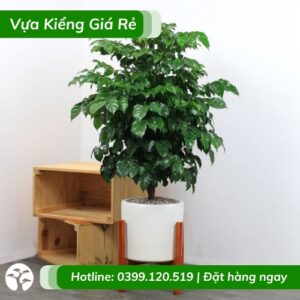 Cây hạnh phúc 1 cốt trồng chậu ý nghĩa