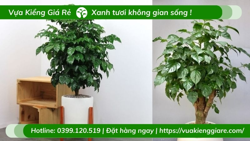 Cây hạnh phúc 1 cốt trồng chậu ý nghĩa