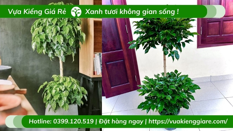 Chậu Cây hạnh phúc hai tầng