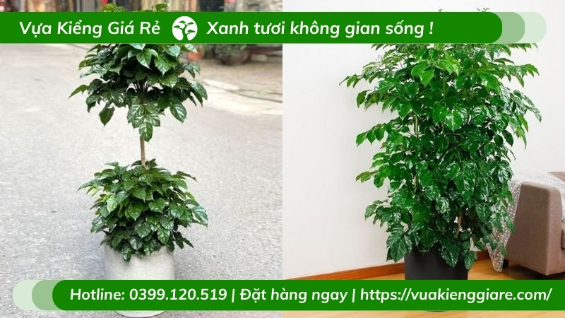 Chậu Cây hạnh phúc hai tầng