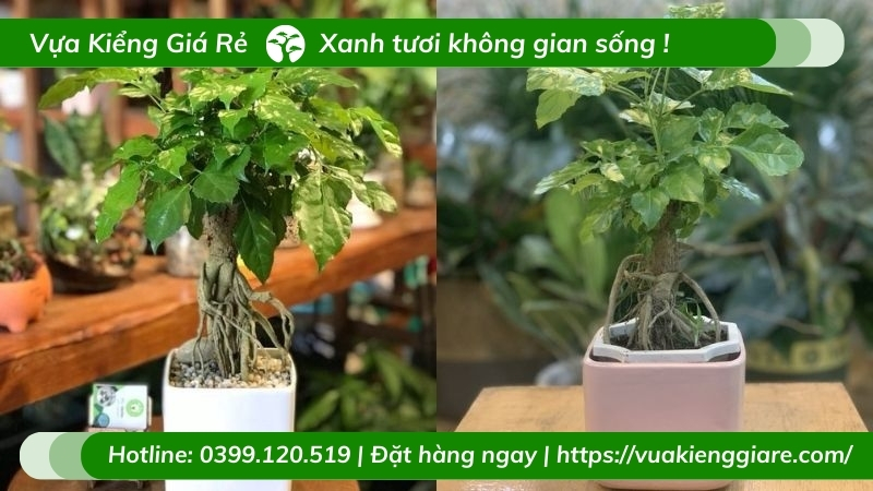 Cây hạnh phúc bonsai để bàn phong thủy