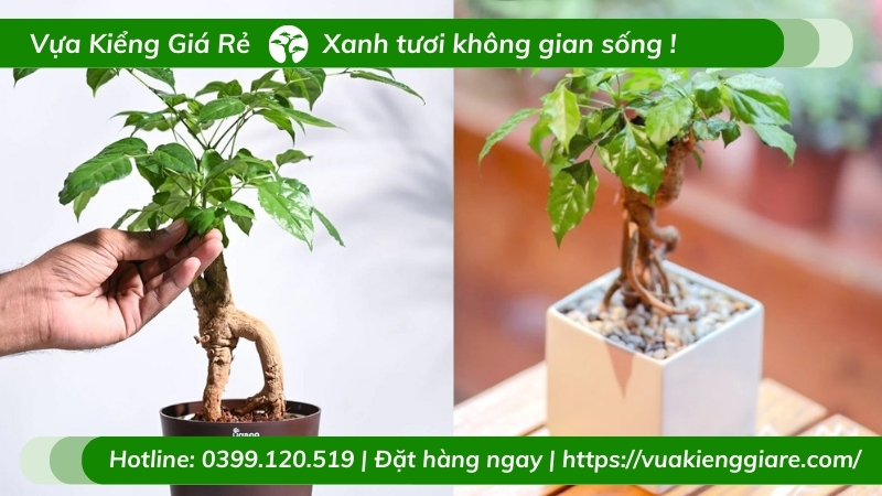 Cây hạnh phúc bonsai để bàn phong thủy
