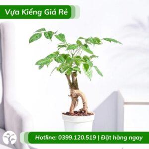 cây hạnh phúc bonsai