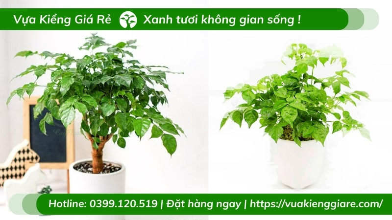 Cây hạnh phúc trồng chậu để bàn