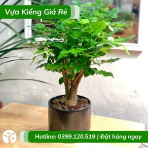 Cây hạnh phúc trồng chậu để bàn