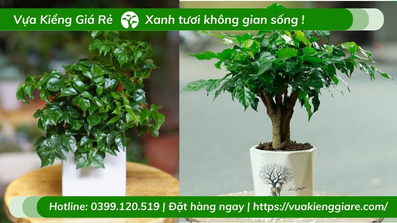 Cây hạnh phúc trồng chậu để bàn