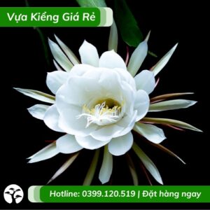 cây hoa quỳnh trắng