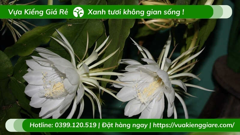 cây hoa quỳnh trắng