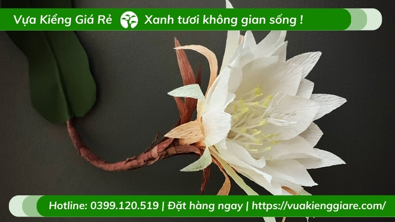 cây hoa quỳnh trắng