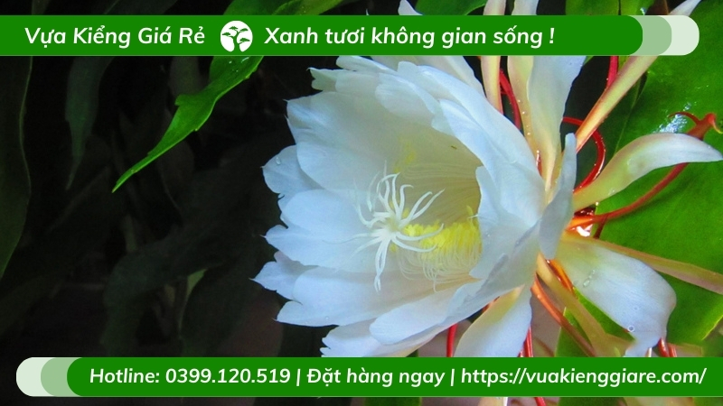 cây hoa quỳnh trắng
