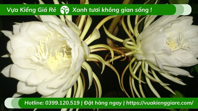 cây hoa quỳnh trắng