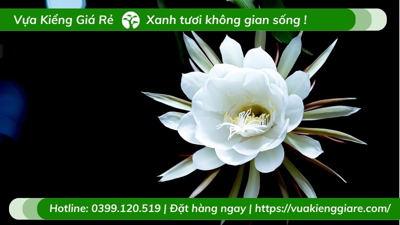 cây hoa quỳnh trắng