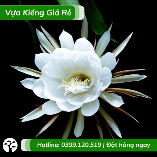 Cây hoa quỳnh trắng (chậu nhựa treo) | Vựa Kiểng Giá Rẻ