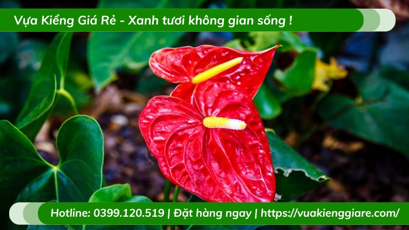 Cây hồng môn đỏ trồng chậu để bàn