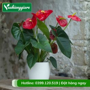 Cây hồng môn đỏ trồng chậu để bàn