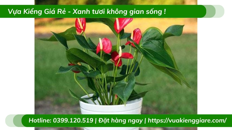 Cây hồng môn đỏ trồng chậu để bàn