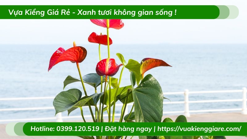 Cây hồng môn đỏ trồng chậu để bàn