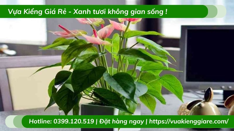 Cây hồng môn hoa màu hồng để bàn