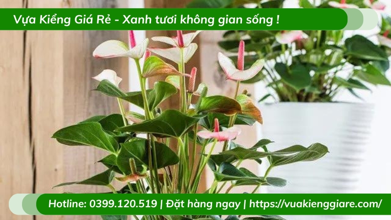 Cây hồng môn hoa màu hồng để bàn