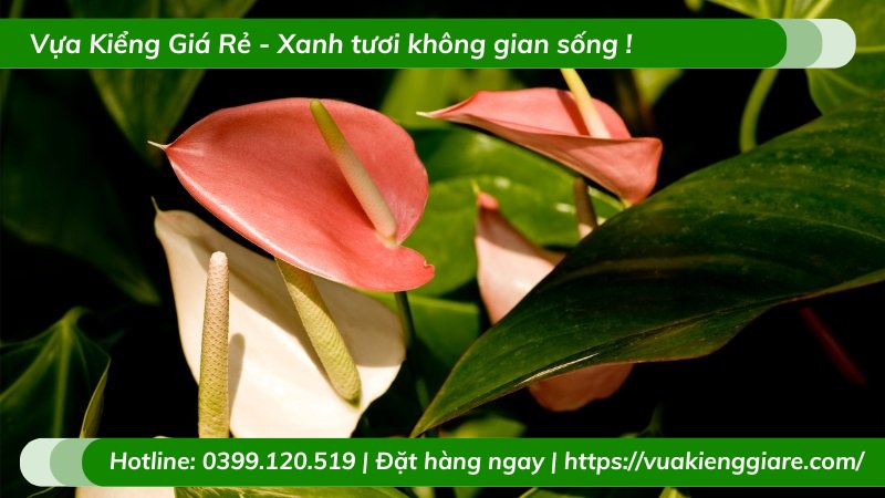 Cây hồng môn hoa màu hồng để bàn