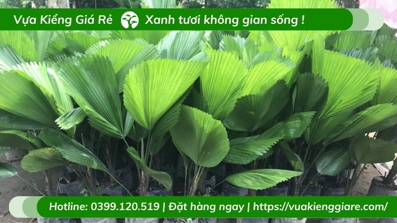 Chậu cây kè nhật