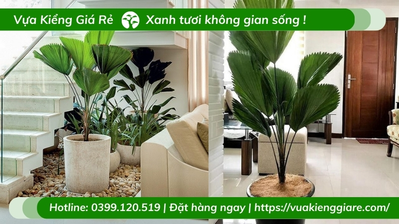 Chậu cây kè nhật