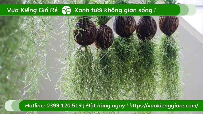 cây không khí tóc tiên