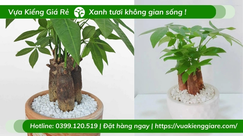Cây kim ngân 3 thân - chậu để bàn làm việc
