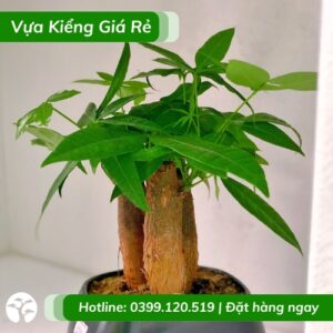 Cây kim ngân 3 thân - chậu để bàn làm việc
