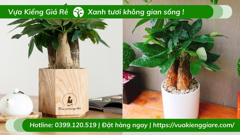 Cây kim ngân 3 thân - chậu để bàn làm việc