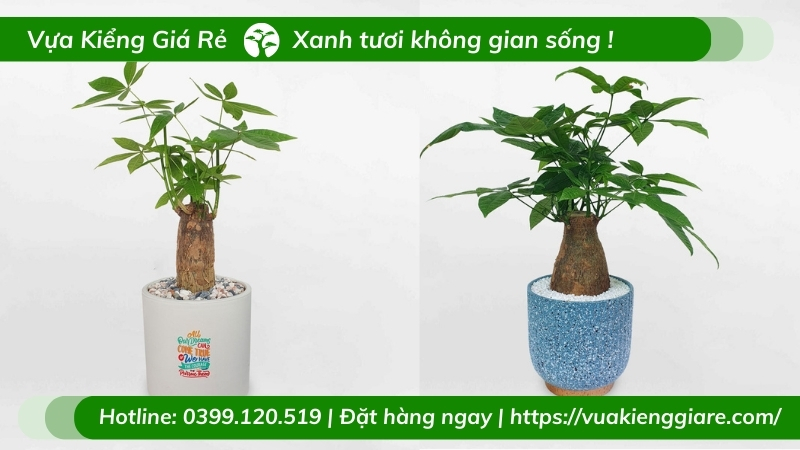 Cây kim ngân một thân trồng chậu để bàn