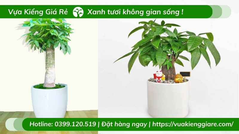 Cây kim ngân một thân trồng chậu để bàn