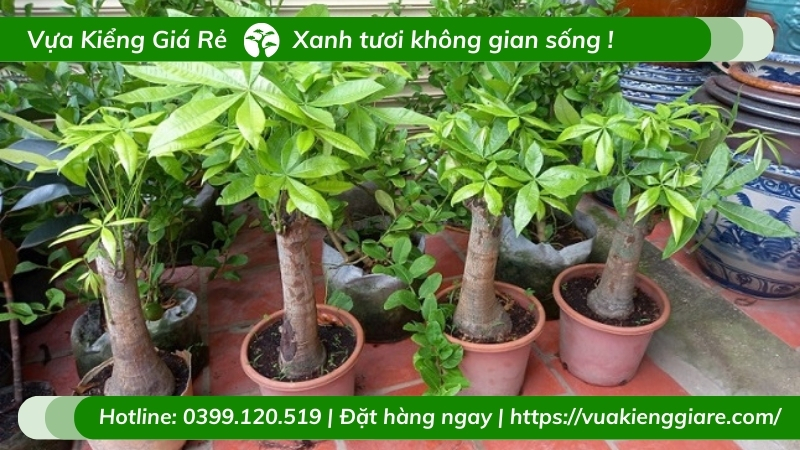 Chậu Cây kim ngân nhất trụ trang trí văn phòng nhà ở