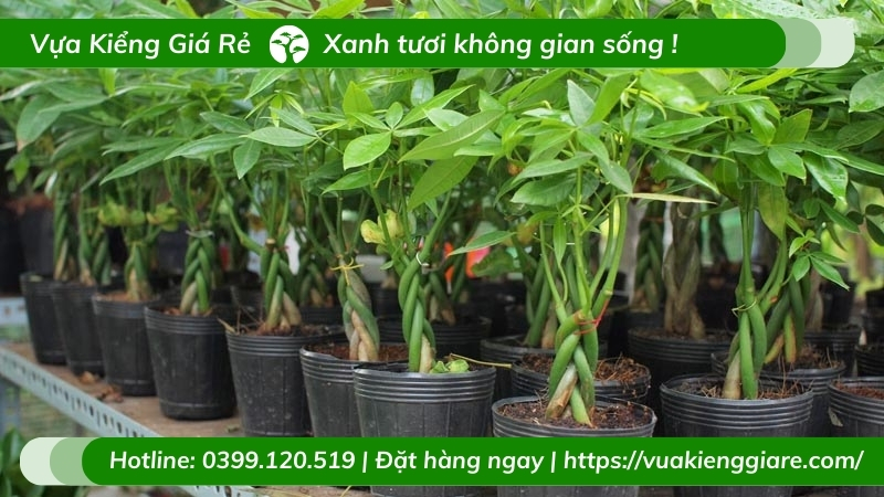 Cây kim ngân thắt bím trồng chậu đẹp - ý nghĩa