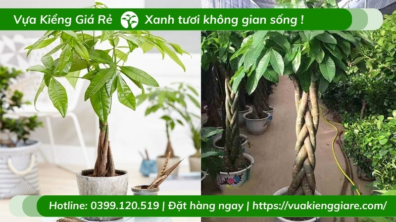 Cây kim ngân thắt bím trồng chậu đẹp - ý nghĩa