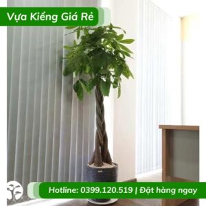Cây kim ngân thắt bím trồng chậu đẹp - ý nghĩa