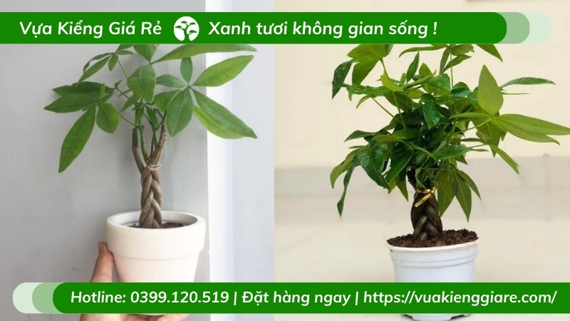 Cây kim ngân thắt bím - cây để bàn ý nghĩa