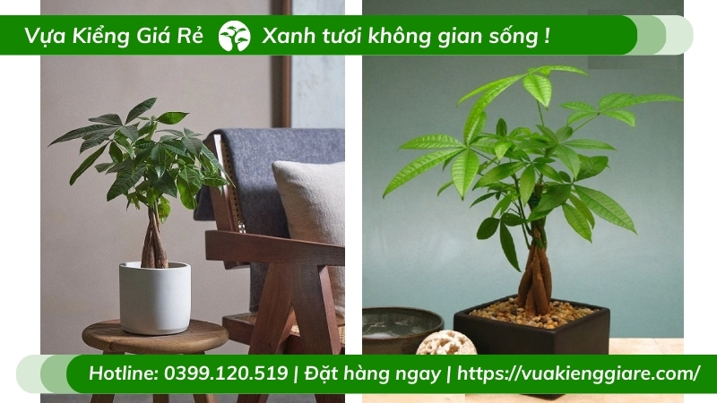 Cây kim ngân thắt bím - cây để bàn ý nghĩa
