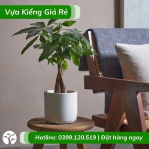 Cây kim ngân thắt bím - cây để bàn ý nghĩa