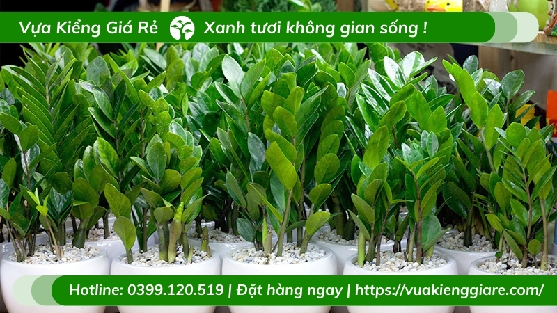 Cây kim tiền trồng chậu cao 1m2