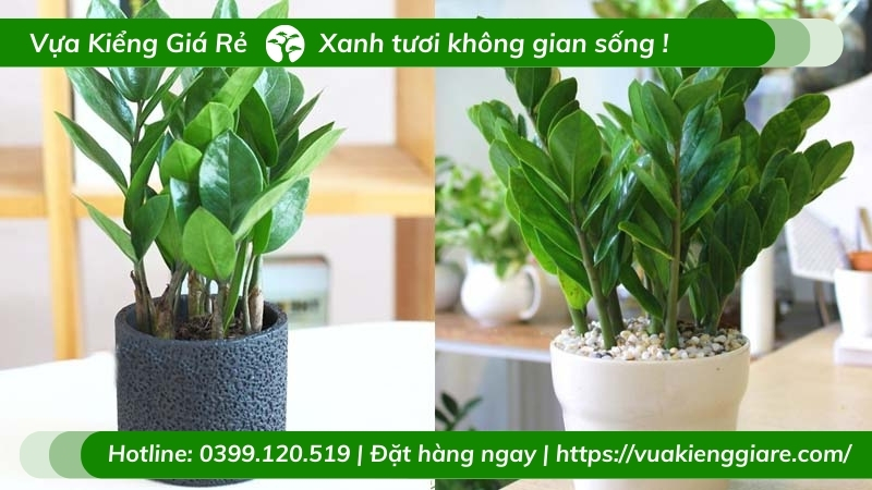 Cây kim tiền trồng chậu cao 1m2