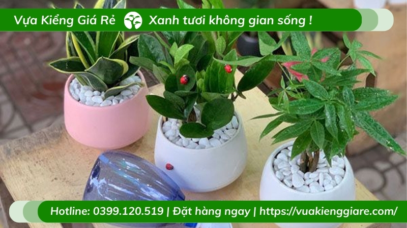 cây kim tiền để bàn
