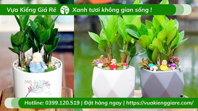 cây kim tiền để bàn