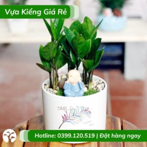 cây kim tiền để bàn