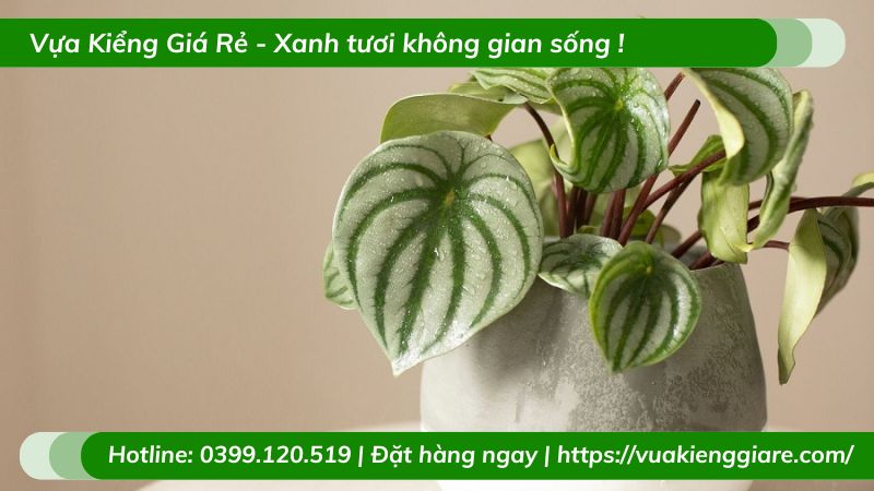 Cây lá sọc dưa hấu chậu để bàn