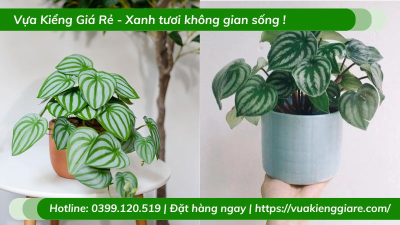 Cây lá sọc dưa hấu chậu để bàn