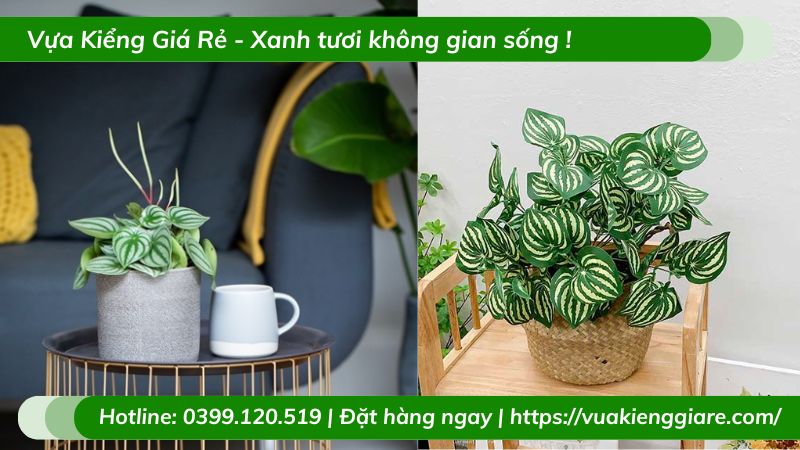 Cây lá sọc dưa hấu chậu để bàn