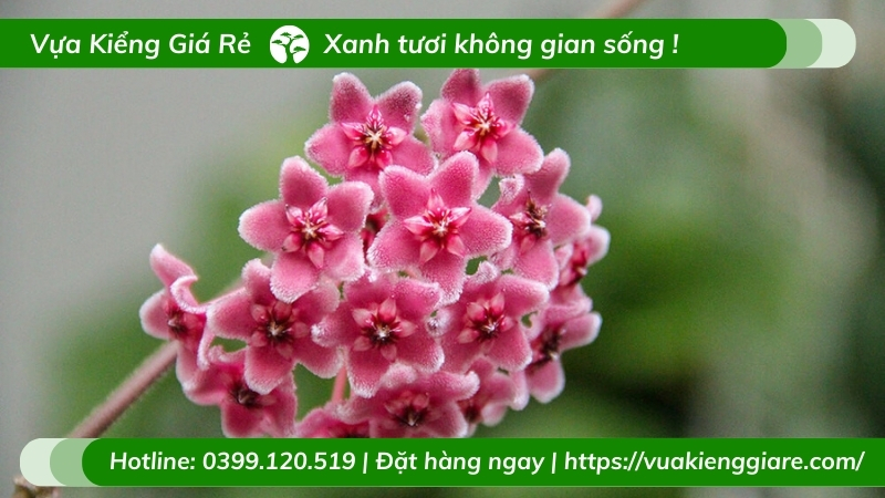 Cây lan cẩm cù lá tim hoa màu hồng