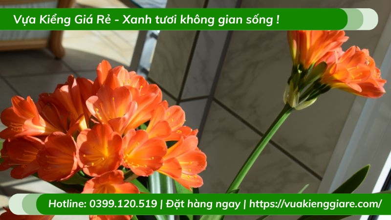 Cây lan quân tử trồng chậu để bàn