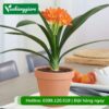 Cây lan quân tử trồng chậu để bàn